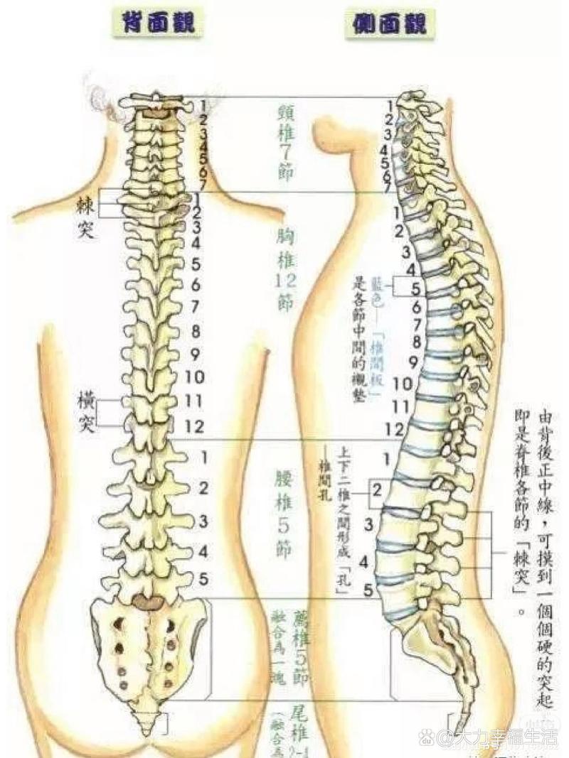 后背脊椎疼痛的原因